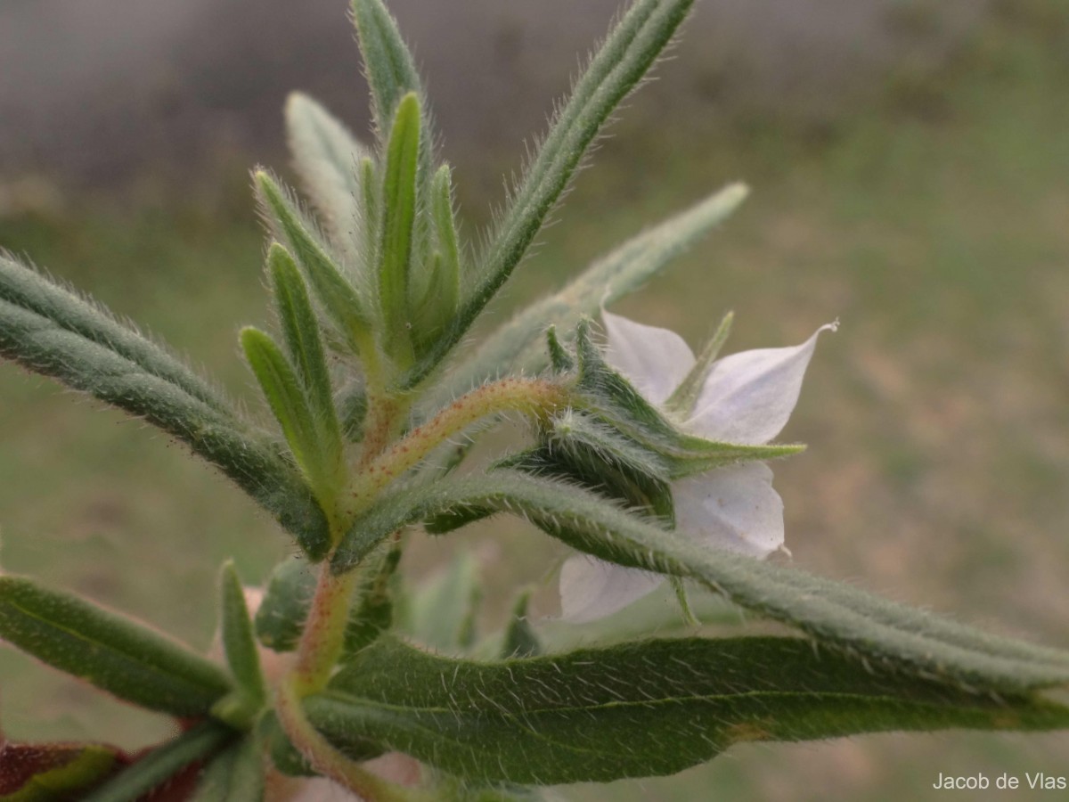 Trichodesma indicum (L.) Sm.